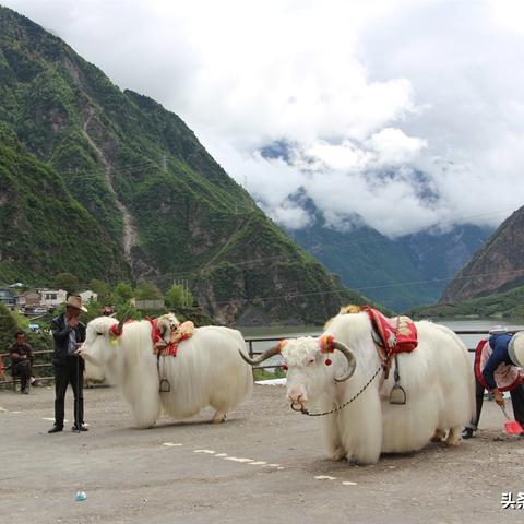 兰州市哪里有卖天祝白牦牛肉