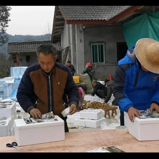 憨厚老农民创业血泪记，他搞农业失败八次后沦为贫困户，最后……