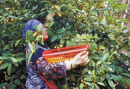 金花茶怎么泡,金花茶里能加蜂蜜吗?"