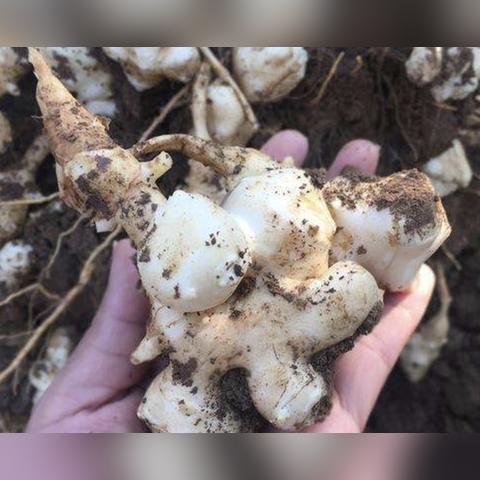 山上的药草图片大全的长尾关键词有哪些