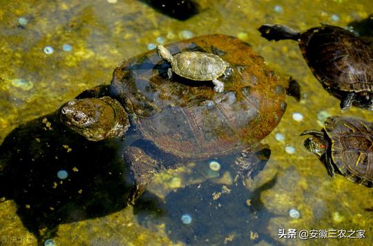 大爷做偏门养殖行业，靠万只鳄龟年入100万，看看他怎么做到的