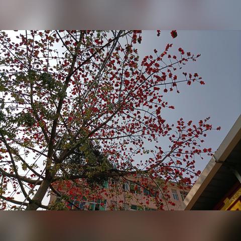广州的花是什么花？