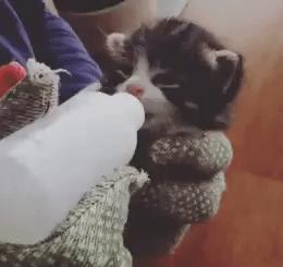 可爱动物一边吃奶一边做动态图