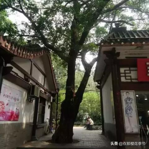 赣州市哪里有大榕树