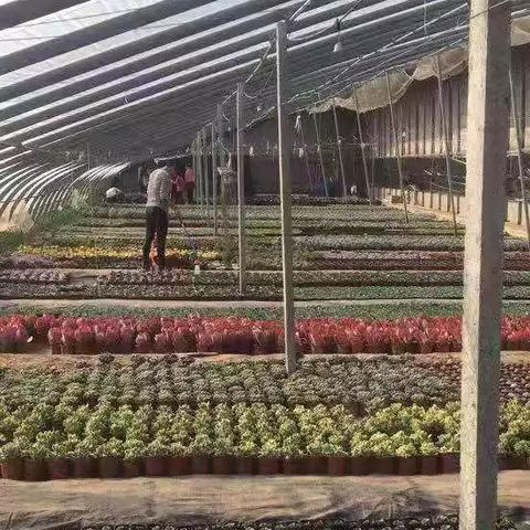 山东菏泽市哪里有卖盆