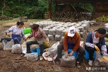 农村创业干点啥？试试这7种中药材，金银花和蒲公英或许最赚钱