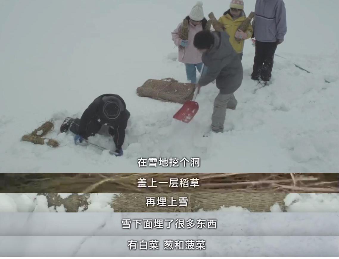冬天森林有什么美食（羊奶果树在北方能过冬吗）