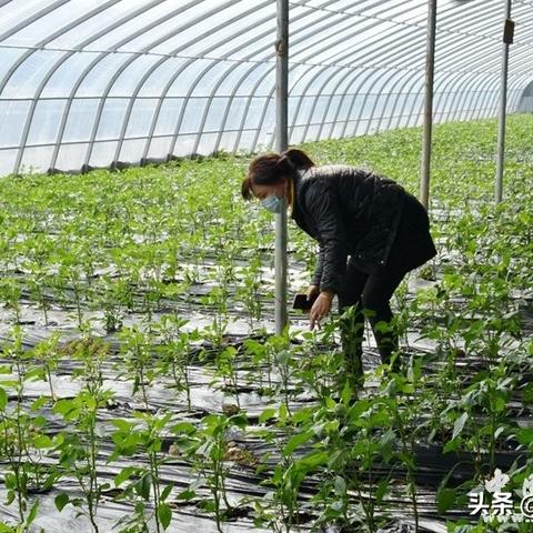今日秦安天气的长尾关键词有什么
