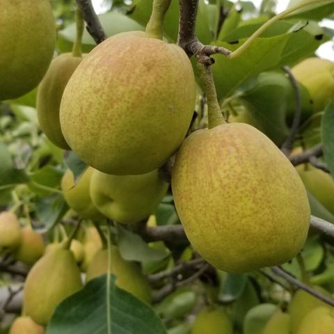 阿克苏气候怎么样