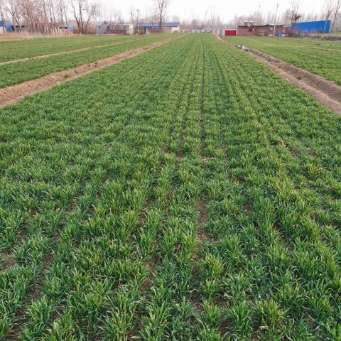 石家庄市收购小麦价格的长尾关键词有什么