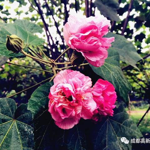 成都市锦悦西路租房价格的长尾关键词有哪些