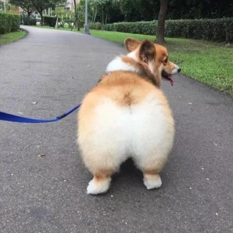 昆明市小狗的长尾关键词有哪些