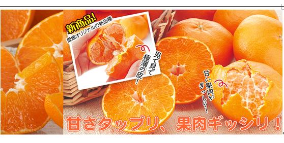 爱媛34和38的区别（青之芦苇女主）