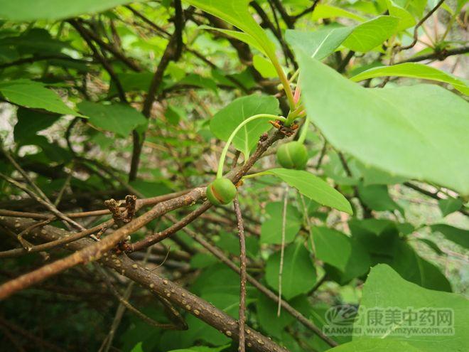 小植物盆栽市场前景,种植满天星前景如何?