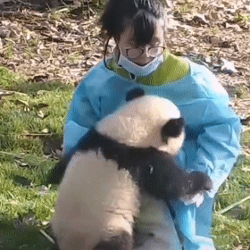 国宝熊猫在国外的那些事