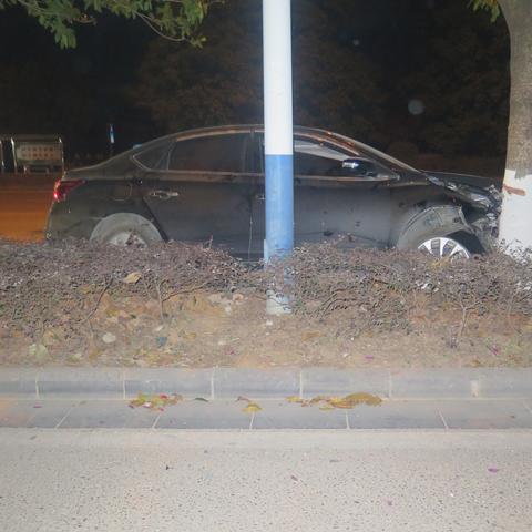 桂林市的树是什么树