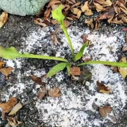 联苯(联苯噻虫胺杀什么虫) 联苯(联苯噻虫胺杀什么虫)