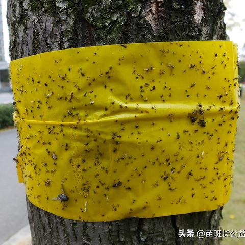 南宁园林害虫的相关长尾关键词有哪些