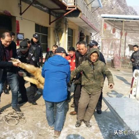 自家金毛出售西安相关长尾关键词有哪些