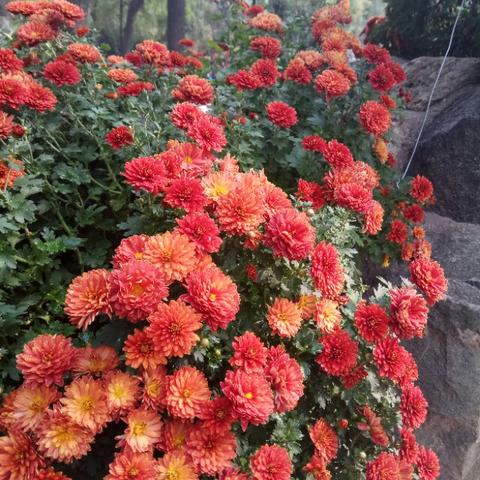 东莞市莲湖公园怎么样呀