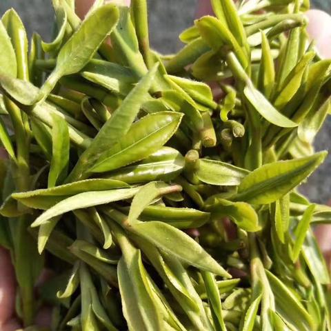 来找茶昆明市的长尾关键词有什么