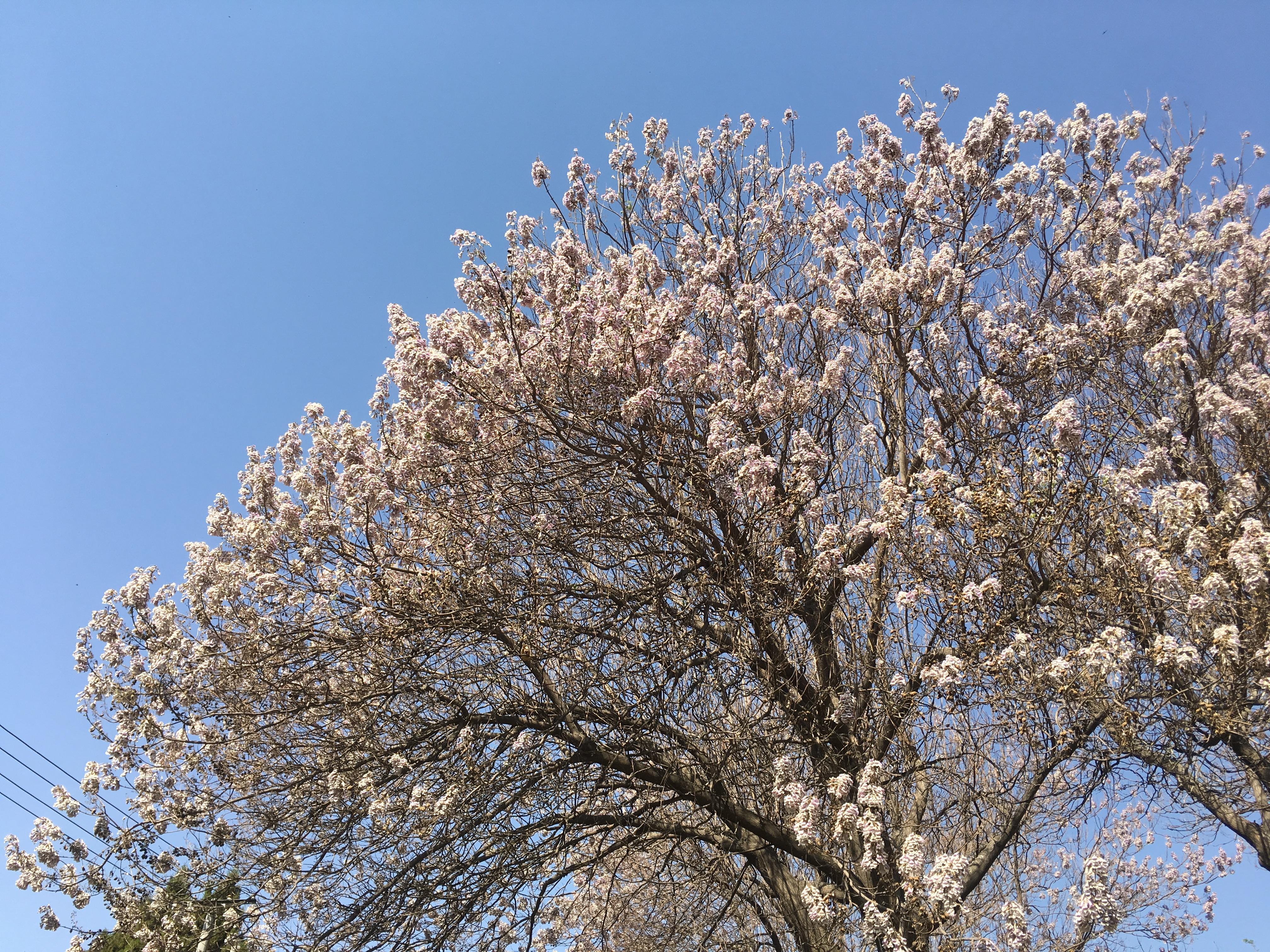 泡桐花开,紫色泡桐几年开花?