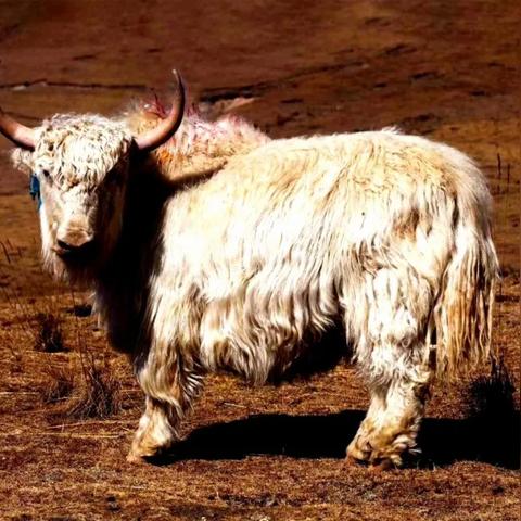 福建春牧公司怎么样