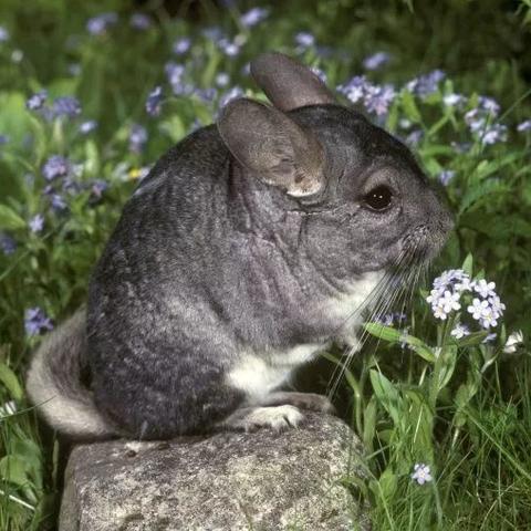 越南主流跨境电商平台的相关长尾关键词有什么