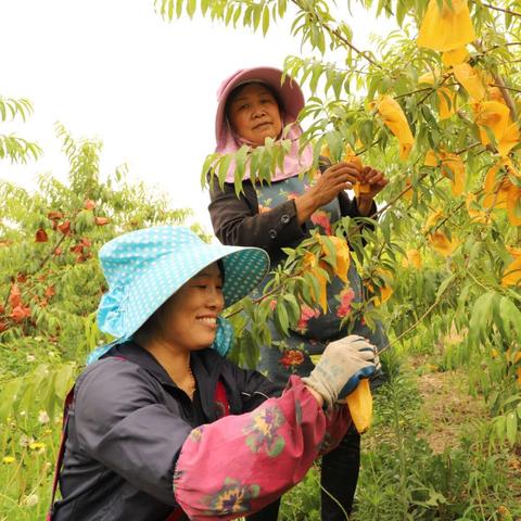 重庆梁平经济怎么样