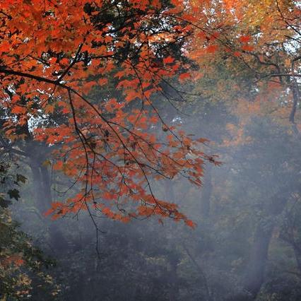 宁波林地报告的长尾关键词有什么