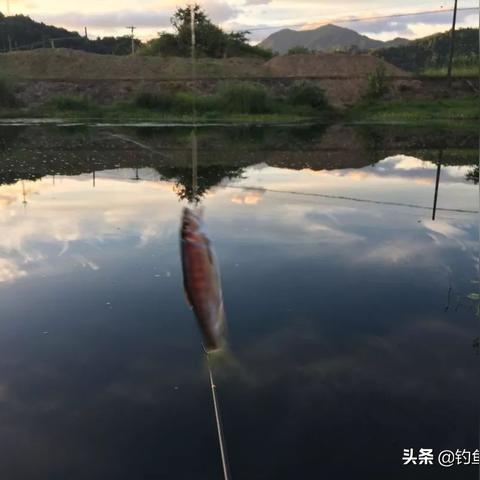 西安宽鳍鱲相关长尾关键词有哪些