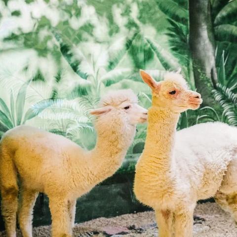 合肥动物园表演相关长尾关键词有哪些