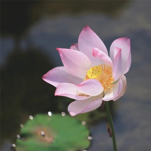 桂林市荷花苗哪里有基地