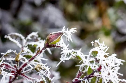 下雪了！德阳周边冷门耍雪地，还有温泉！最快当天往返！