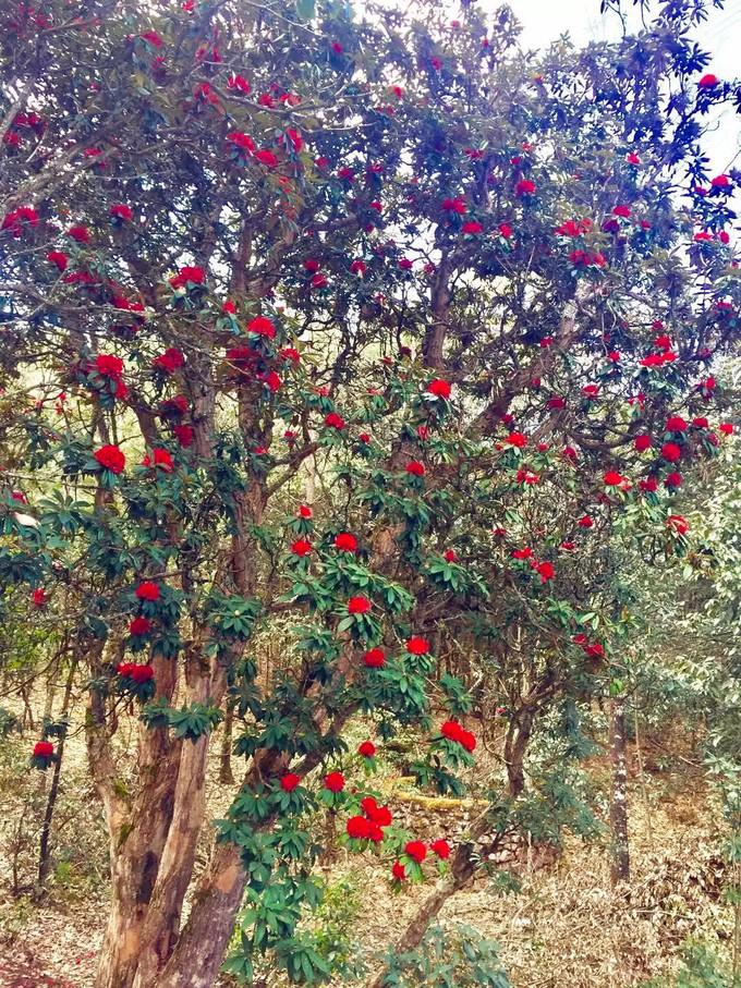 杜鹃花语是什么,野杜鹃花语?