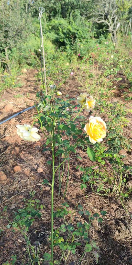 中秋假日生意火爆！昆明安宁潘茂野趣庄园1200亩苹果引游人