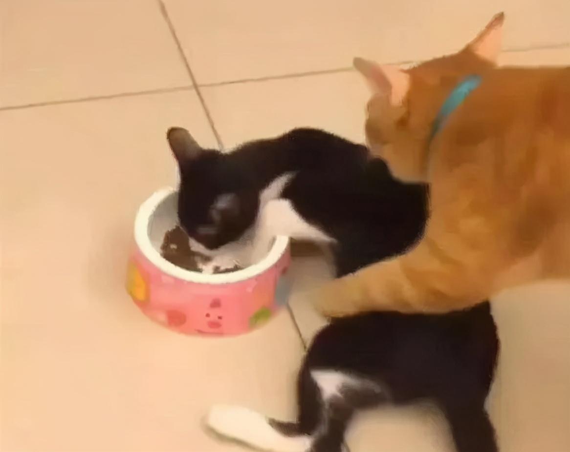 猫吃了点动物奶油会怎么样(猫咪可以吃手抓饼吗)