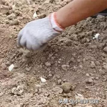 福建贱哥的相关长尾关键词有哪些