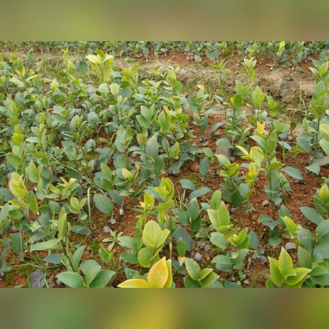 桂林市油茶餐厅在哪里啊