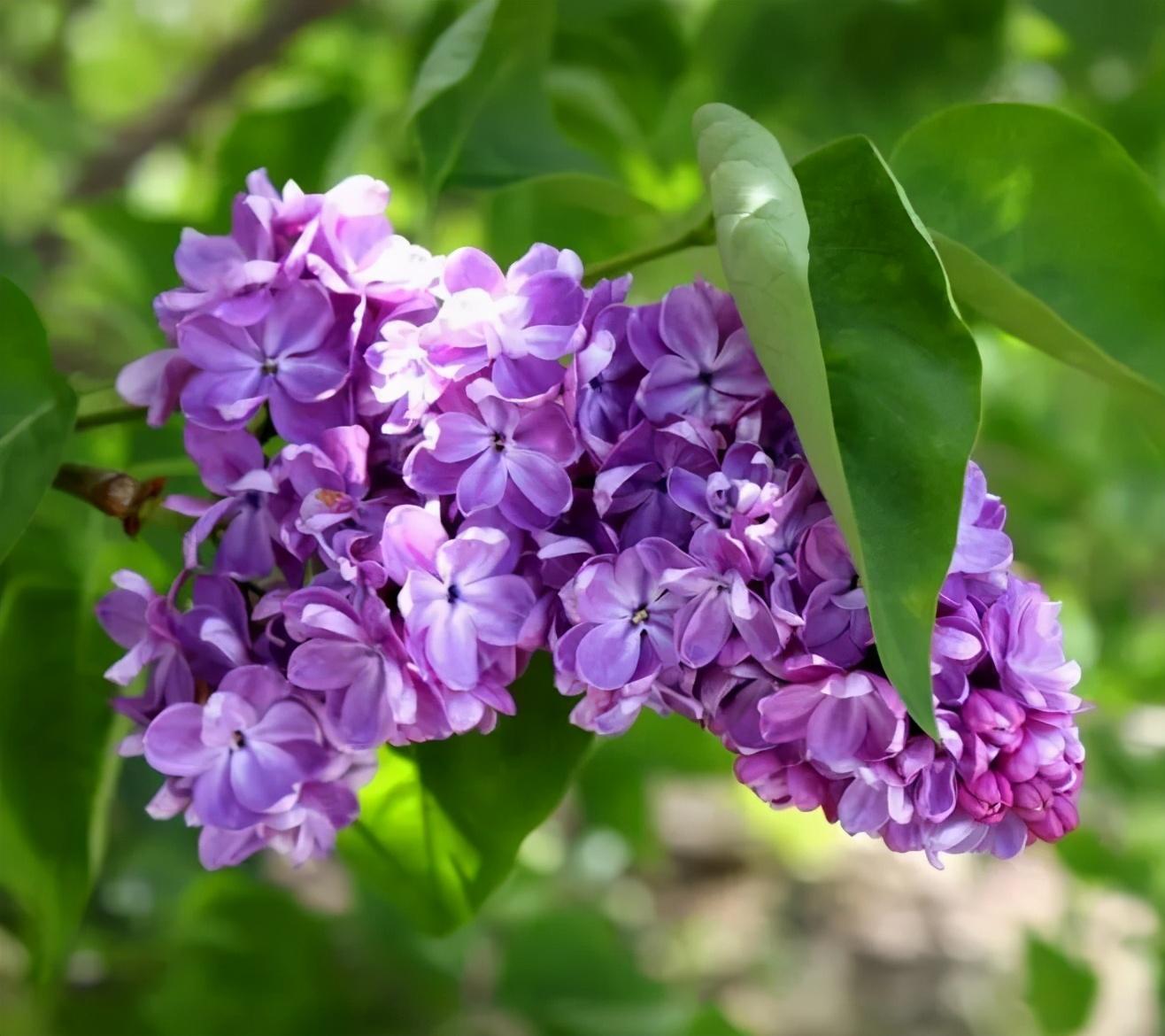 丁香花图片开花,四季丁香花可以四季开花吗?