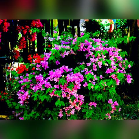 桂林市哪里买干鲜花