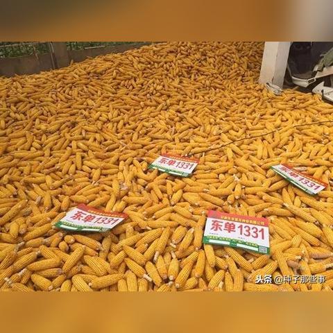 石家庄市东单庭院的长尾关键词有什么