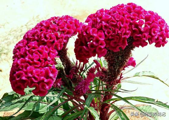 女宝宝起名姓兰怎么起名(蒋姓女孩)