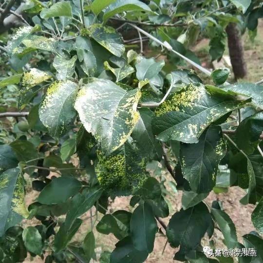 苹果花叶咋回事