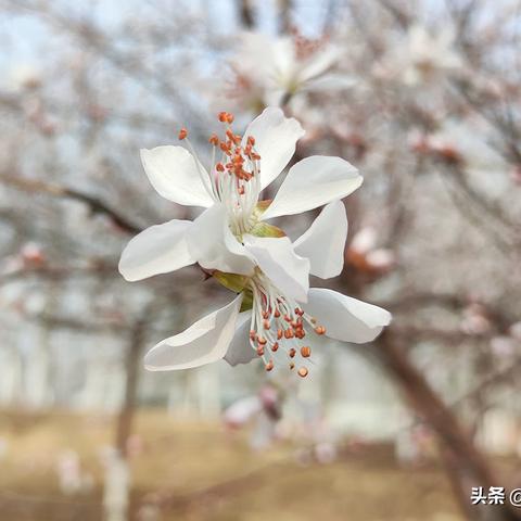石家庄市哪儿挖野菜的长尾关键词有哪些