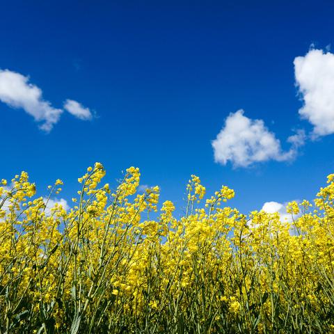 南通哪家油菜花好吃长尾关键词有什么