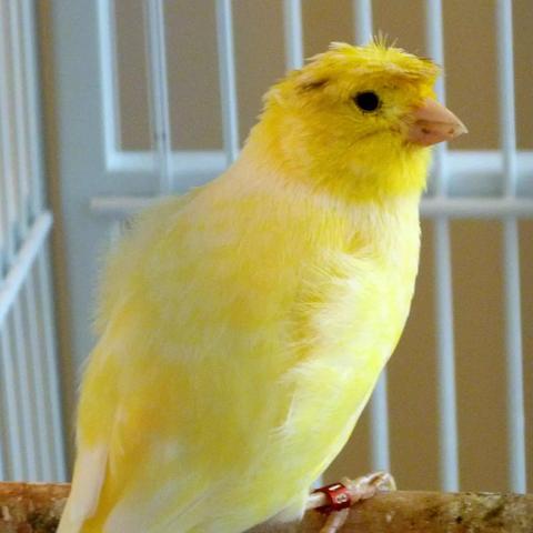 保定市宠物训练的长尾关键词有什么