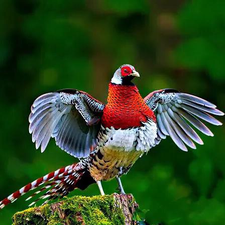 长沙 中部吧相关长尾关键词有哪些