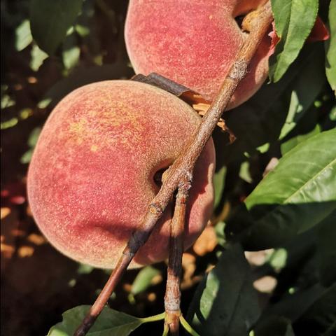 临沂市苹果套袋批发的长尾关键词有哪些