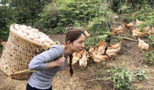95后女孩曾不顾家人反对，辞职回家乡养土鸡，现状如何